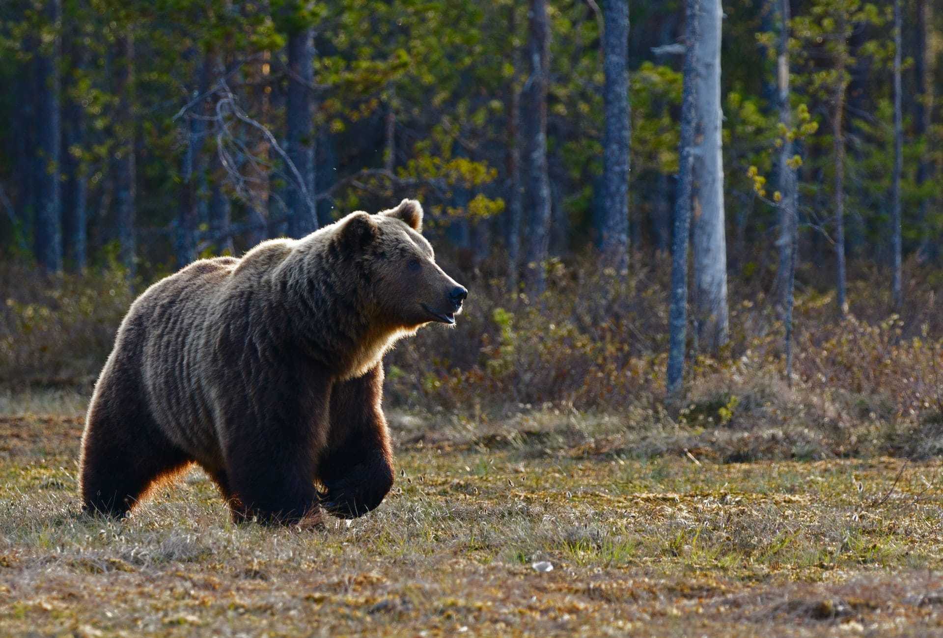 Bears in Fertő-Hanság National Park